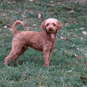 Daisy/Cockapoo									Puppy/Female	/7 Weeks,Meet the most darling F1B Cockapoo named Daisy! This girl is the definition of sweet and lovable—always ready to greet people with tail wags and snuggles. She has a playful side too, especially when there’s a toy involved or a new spot to explore. With her soft, wavy coat and warm eyes, she knows exactly how to melt hearts. Whether it’s joining in on adventures or curling up for a cozy nap, this little one may just be the perfect little sidekick for your family!
